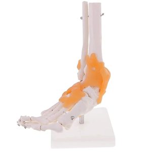 Foot Joint Model with Ligaments Foot and Ankle Model Foot <strong>Anatomy</strong> Model Life Size for Teaching <strong>Demonstration</strong>
