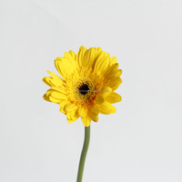 Kepala Bunga Gerbera Daisy Krisan Segar Berkualitas Tinggi Untuk Dekorasi Natal