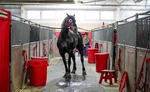 घोड़ों के लिए स्थिर स्लाइडिंग पैनल घोड़े के लिए स्थिर बॉक्स - Product Image 6