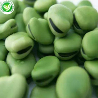 XMSD IQF GMO Haricots épluchés surgelés de qualité A