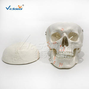 Modèle de crâne avec marques d'origine et d'insertion musculaires ; structure squelettique humaine. - Product Image 4