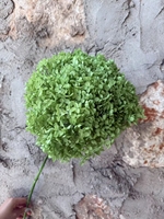 Fleurs d'hortensia séchées et préservées à longue tige pour la décoration de mariage, la fête des mères et Noël - Fleurs séchées éternelles