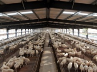 Les bâtiments à structure en acier ne s'altèrent pas, offrant une haute qualité et une grande durabilité, adaptés aux hangars à volailles et aux abris pour bétail.