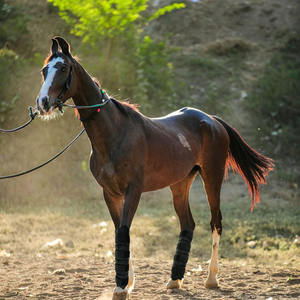 Chevaux Jambes Genou Jarret Coussinets Froids Thérapie De Refroidissement Réutilisable Enveloppe Blessures Sac De Glace Cheval Botte De Glace - Product Image 6