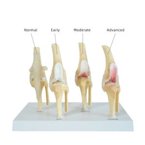 <span class=keywords><strong>Perro</strong></span> Cuatro etapas Rodilla Artritis Anatomía Modelo anatómico <span class=keywords><strong>Esqueleto</strong></span> <span class=keywords><strong>Perro</strong></span> Rodilla <span class=keywords><strong>Esqueleto</strong></span> Modelo Modelos animales - Product Image 1