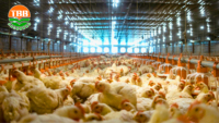 Système d'élevage au sol automatique pour poulets de chair, équipement d'alimentation avicole, ligne d'abreuvement, installation de mangeoires et abreuvoirs pour poulets de ferme