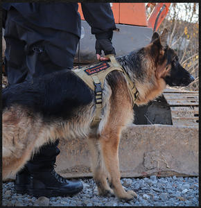 Layanan anjing dalam pelatihan Mesh Harness dengan Patch lembut udara Mesh bernapas rompi anjing taktis produsen besar Harness anjing - Product Image 6