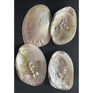 Wholesale price big shell with pearl .about 15 cm