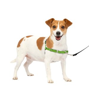 <span class=keywords><strong>Harnais</strong></span> pour chien <span class=keywords><strong>PetSafe</strong></span> pour promenade facile <span class=keywords><strong>Harnais</strong></span> Oxford en nylon réfléchissant réglable pour chiens de taille moyenne <span class=keywords><strong>Harnais</strong></span> pour chien sans <span class=keywords><strong>traction</strong></span> Riv - Product Image 2