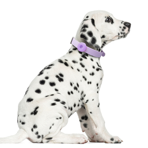Hanyang OEM – collier de <span class=keywords><strong>chien</strong></span> en Pvc avec étui Airtag, réglable, rembourré et résistant, pour <span class=keywords><strong>chien</strong></span> <span class=keywords><strong>Miniature</strong></span>/petit/moyen - Product Image 2