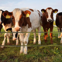 Boerderij Hekwerk Ranches Elektrische Afrastering Polywire Tuin Benodigdheden Paardenpalissade Leuningen Voor Melkboerderij Schapenhek