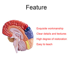 Hot Bán con người phải nửa não chức năng khu vực giải phẫu mô hình - Product Image 2