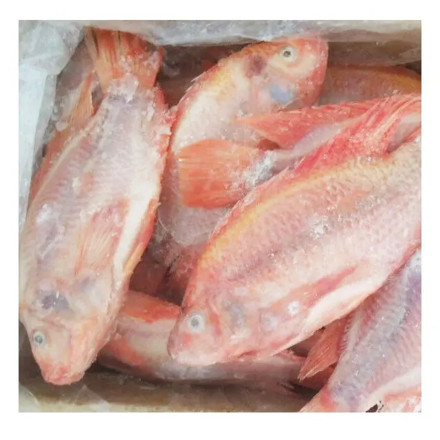 Tilapia rouge glacé, pour élevage de poisson complet, 500 à 800G