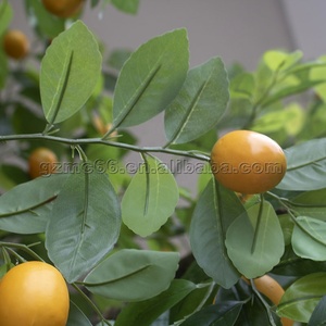 Árboles artificiales personalizados limonero con fruta exterior Interior plástico bonsái árbol para el hogar jardín decoración planta de simulación - Product Image 6