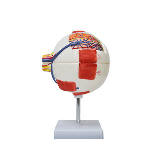Modèle d'œil agrandi 6 fois pour l'enseignement en <span class=keywords><strong>ophtalmologie</strong></span>, fabriqué par Yulin Medical Science, populaire en usine, YL-03017 Henan - Product Image 3