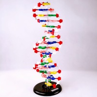 Modèle de structure de l'ADN en double hélice et de la protéine, kit de base moléculaire, kit génétique, instrument éducatif scientifique en biologie