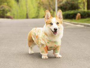 COLLABOR Friendly Fabric <strong>Dog</strong> <strong>Clothes</strong> Vendors Adjustable Size <strong>Sausage</strong> <strong>Dog</strong> <strong>Clothes</strong> Custom <strong>Dog</strong> <strong>Clothes</strong> 5xl - Product Image 4