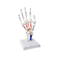 Maniquí de Esqueleto Humano con Músculos Pintados y Huesos de Úlnica/Rádicales, Modelo de Entrenamiento Médico de Tamaño Real, Material de PVC para Escuelas