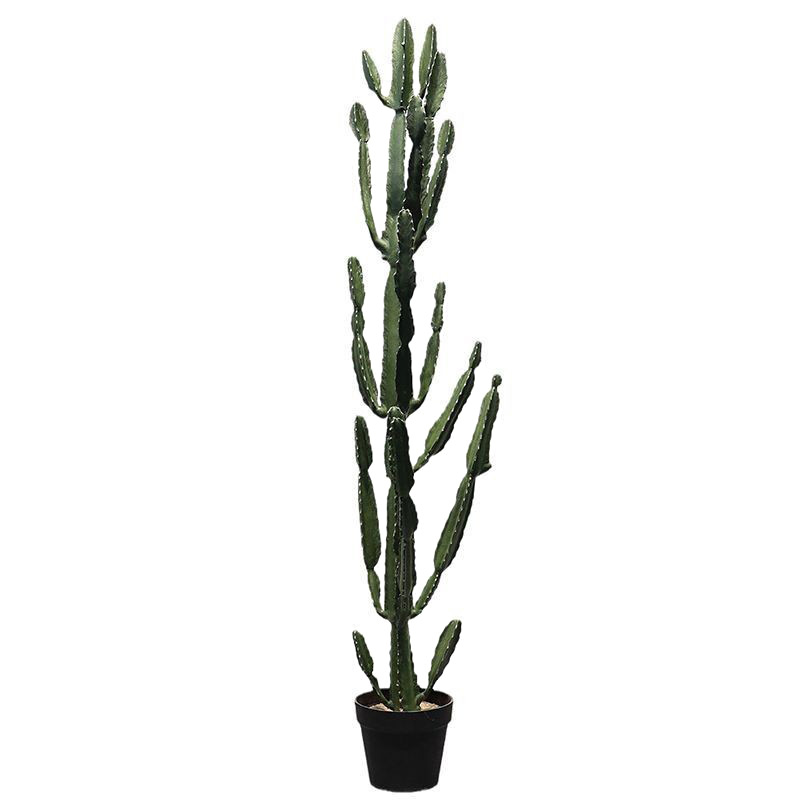 Triángulo Euphorbia 1,55 M