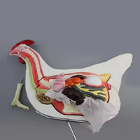 Simulación animal biología Ciencia Escuela Educación abeja anatomía modelo especímenes de plástico