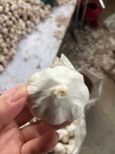 <span class=keywords><strong>Ajo</strong></span> <span class=keywords><strong>Chino</strong></span> Fresco <span class=keywords><strong>de</strong></span> Alta Calidad al por Mayor, Semillas <span class=keywords><strong>de</strong></span> <span class=keywords><strong>Ajo</strong></span>, Proveedor <span class=keywords><strong>de</strong></span> Semillas <span class=keywords><strong>de</strong></span> Vegetales - Product Image 4