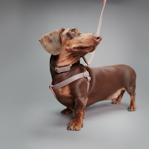 Laisse en cuir fait main gris plomb corail Accessoire pour animaux de compagnie durable Cadeau de marche élégant pour les amoureux des chiens - Product Image 1