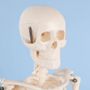 Modèle de squelette humain 85 cm, modèle d'enseignement de la biologie osseuse, modèle d'anatomie de squelette pour l'enseignement médical, ligaments et muscles - Product Image 3