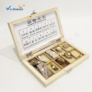 Ensemble de spécimens fossiles animaux, modèle anatomique en PVC pour l'enseignement des sciences médicales - Product Image 2