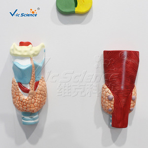 Modèle de système endocrinien de haute précision, structure combinée multi-glandulaire, équipement de formation en anatomie pour les écoles de médecine. - Product Image 2
