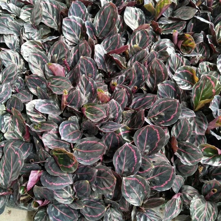 Саженцы растений культуры ткани саженцы красной розы arrowroot