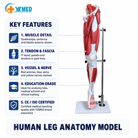 Modèle de jambe musculaire du membre inférieur humain grandeur nature Modèle d'anatomie du système nerveux moteur Exercice de rééducation des os de la jambe