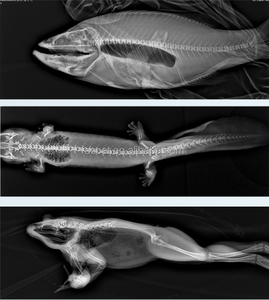 Osmat thiết bị thú y ct-auto <span class=keywords><strong>x</strong></span> Thú Y sử dụng máy CT 4 trong 1 chức năng yêu cầu thấp để cài đặt - Product Image 4