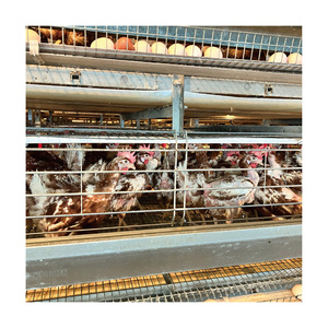Système de batterie <span class=keywords><strong>motorisé</strong></span> <span class=keywords><strong>automatique</strong></span> en acier galvanisé à bon prix pour cages à poules pondeuses de type H - Product Image 6