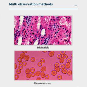 <span class=keywords><strong>Microscope</strong></span> biologique inversé pour la culture cellulaire et la recherche biologique, <span class=keywords><strong>prix</strong></span> d'usine Boshida BD-S1 - Product Image 2