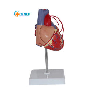 Mô hình giải phẫu tim kích thước thật chất lượng cao, mô hình cấu trúc cơ quan người, mô hình huấn luyện phẫu thuật thông mạch tim cho khoa học y tế - Product Image 1