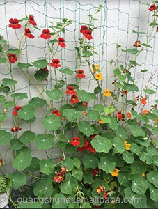 Élastique pour diverses utilisations sur les légumes, les Fruits, les fleurs et les plantes Liana, filet de support pour plantes de longue durée - Product Image 6