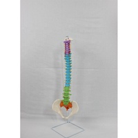 Modèle de colonne vertébrale anatomique de la colonne vertébrale humaine flexible en PVC 3D avec nerfs anatomie didactique nerfs pelvis pour la science