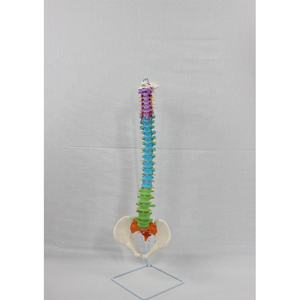 Modelo de columna vertebral anatómica espinal humana flexible de PVC 3D con nervios anatomía didáctica nervios pelvis para Ciencia - Product Image 6