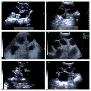 Échographe portable RS A10 étanche à sonde convexe pour le comptage des porcelets gestants dans les élevages porcins et l'imagerie professionnelle - Product Image 5