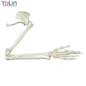 等身大の人間の解剖学モデル人間の上腕人間の骨格モデルすべての腕の骨