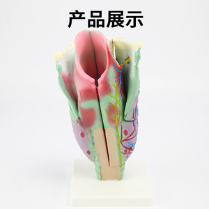 Modèle anatomique du larynx (larynx agrandi), cavité laryngopharyngée, otolaryngologie, équipement expérimental biologique - Product Image 1