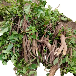 野生の乾燥した全植物インドのStringbush根Wikstroemiaインディカ茎の葉の根