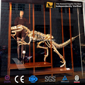 Mon Dino Fossile De Dinosaure Squelette Velociratpor avec 3 Mètres de Long pour la <span class=keywords><strong>Galerie</strong></span> De Décoration - Product Image 2