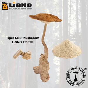 ผงสกัดสมุนไพรพรีเมียม Tiger Milk Mushroom LiGNO TM02 บำรุงระบบทางเดินหายใจ ช่วยให้หายใจสะดวก อาหารเสริมเพื่อสุขภาพการหายใจ - Product Image 1