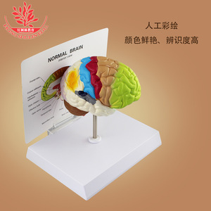 แบบจำลองการทำงานของสมอง: แบบจำลองการแบ่งสีสมองของมนุษย์, แบบจำลองการทำงานของสมองที่มีสีสันสดใส, แบบจำลองการสอนทางการแพทย์ของมนุษย์ - Product Image 2
