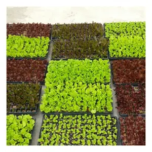 Factory Price 100g PTE 32/50/72/105/128 Cells Available Transplant Plug Trays Nursery Grow Hydroponic System