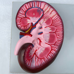 Riñón, nefrona y glomérulos renales: 12*12*21 - Product Image 4