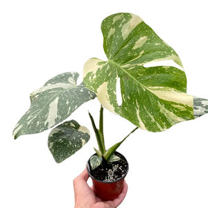 Nouveautés MINHUI : <span class=keywords><strong>Monstera</strong></span> Thai Constellation Var Araceae, plantes tropicales variegées - Product Image 1