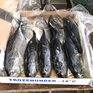 Frozen Skip Jack tuna fish lovely Frozen - Product Image 3