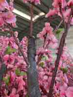 Arbre à fleurs de pêcher en fibre de verre, grand format, fait main, décoratif pour jardin - Écologique et réaliste pour parcs et utilisation intérieure/extérieure